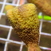 Branching Yellow Sponge Colony (6-9") - Corals Anonymous