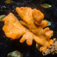 Orange Ruffle Sponge - Corals Anonymous