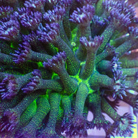Glitter Bomb Goniopora (0.5-1")