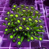 Naked Glitter Bomb Goniopora (0.5-1")