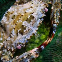 Tropical Swimming Crab (3-5")