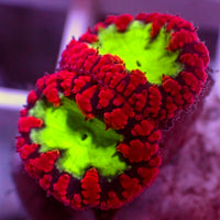 Neon Green and Red Blastomussa (1 Polyp)