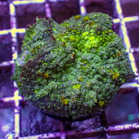 WYSIWYG Yellow Shock Bounce Rhodactis Mushroom Colomy (3 Polyps)