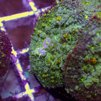 WYSIWYG Yellow Shock Bounce Rhodactis Mushroom Colomy (3 Polyps)