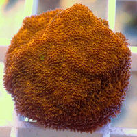 Mango Tango Psammocora Frag (1" Frag)