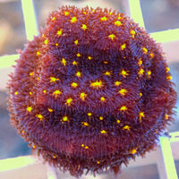 Fireworks Leptoseris (0.5-1” Frag)
