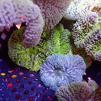 Assorted Multicolor Nano Haddoni Carpet Anemone (1-3”) - Corals Anonymous