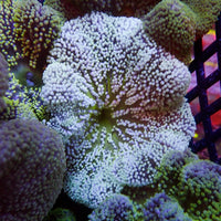 Assorted Multicolor Nano Haddoni Carpet Anemone (1-3”) - Corals Anonymous