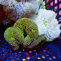 Assorted Multicolor Nano Haddoni Carpet Anemone (1-3”) - Corals Anonymous