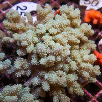Mushroom Finger Leather Sinularia - Corals Anonymous