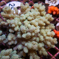 Mushroom Finger Leather Sinularia - Corals Anonymous