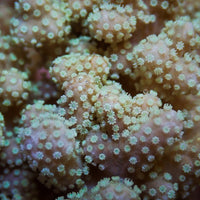 Mushroom Finger Leather Sinularia - Corals Anonymous
