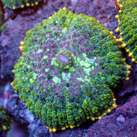 Purple Crown Rhodactis Mushroom