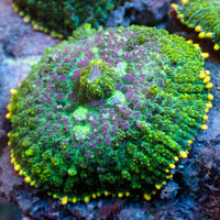 Purple Crown Rhodactis Mushroom