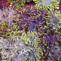Assorted Rainbow Long Tentacle Anemones (3 Anemones) - Corals Anonymous