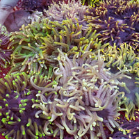 Assorted Rainbow Long Tentacle Anemones (3 Anemones) - Corals Anonymous