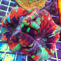WYSIWYG Ultra Rainbow Pink Dream Wellso (4-5")