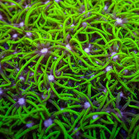Green Star Polyp Soft Coral