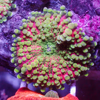 Pink Viper Yuma Mushroom - Corals Anonymous