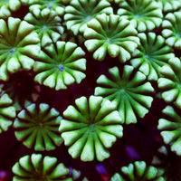 WYSIWYG Large Green Mouth Alveopora Colony (4-5")