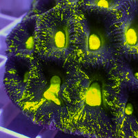 Neon Galaxy Favia Coral (2-3 Polyps)