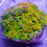 Sunset Montipora (0.5-1”)
