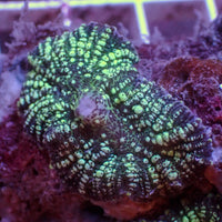 Teal Speckled Rhodactis Mushroom - Corals Anonymous
