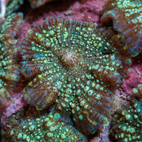 Teal Speckled Rhodactis Mushroom - Corals Anonymous