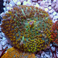 Yellow St Thomas Mushroom