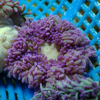 Lavender Haze Sebae Anemone (2-3”) - Corals Anonymous
