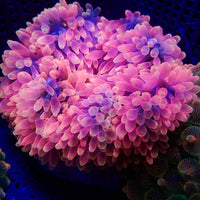 Sakura Pink Bubble Tip Anemone