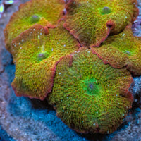 Candy Apple Rainbow Discosoma Mushroom - Corals Anonymous