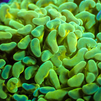 WYSIWYG Highlighter Gold Stem Green Wall Hammer (4-5")