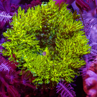 CA Pikachu Mini Carpet Anemone
