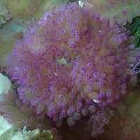 Lavender Haze Sebae Anemone (2-3”) - Corals Anonymous