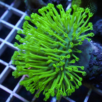 Neon Green Long Polyp Toadstool Leather Coral