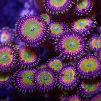 Candy Apple Pink Zoa Colony
