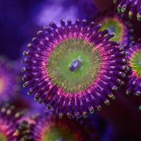 Candy Apple Pink Zoa Colony