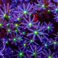 Daisy Polyp Cloves