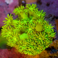 WYSIWYG Banana Craze Goniopora Colony (0.5-1") - Corals Anonymous