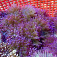 Purple Rain Sebae Anemone (3-5”) - Corals Anonymous