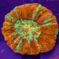 WYSIWYG Malibu Rainbow Acanthophyllia (3-4”)