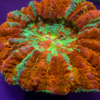 WYSIWYG Malibu Rainbow Acanthophyllia (3-4”)