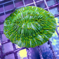 WYSIWYG Neon Lime Green Fungia Plate Coral (3-4")