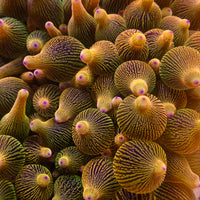 Ultra Rainbow Violet Burst Bubble Tip Anemone - Corals Anonymous
