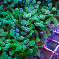 Multicolor Green Branching Hammer - Corals Anonymous