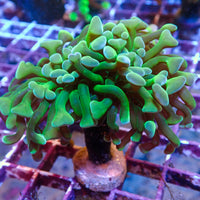 Multicolor Green Branching Hammer - Corals Anonymous