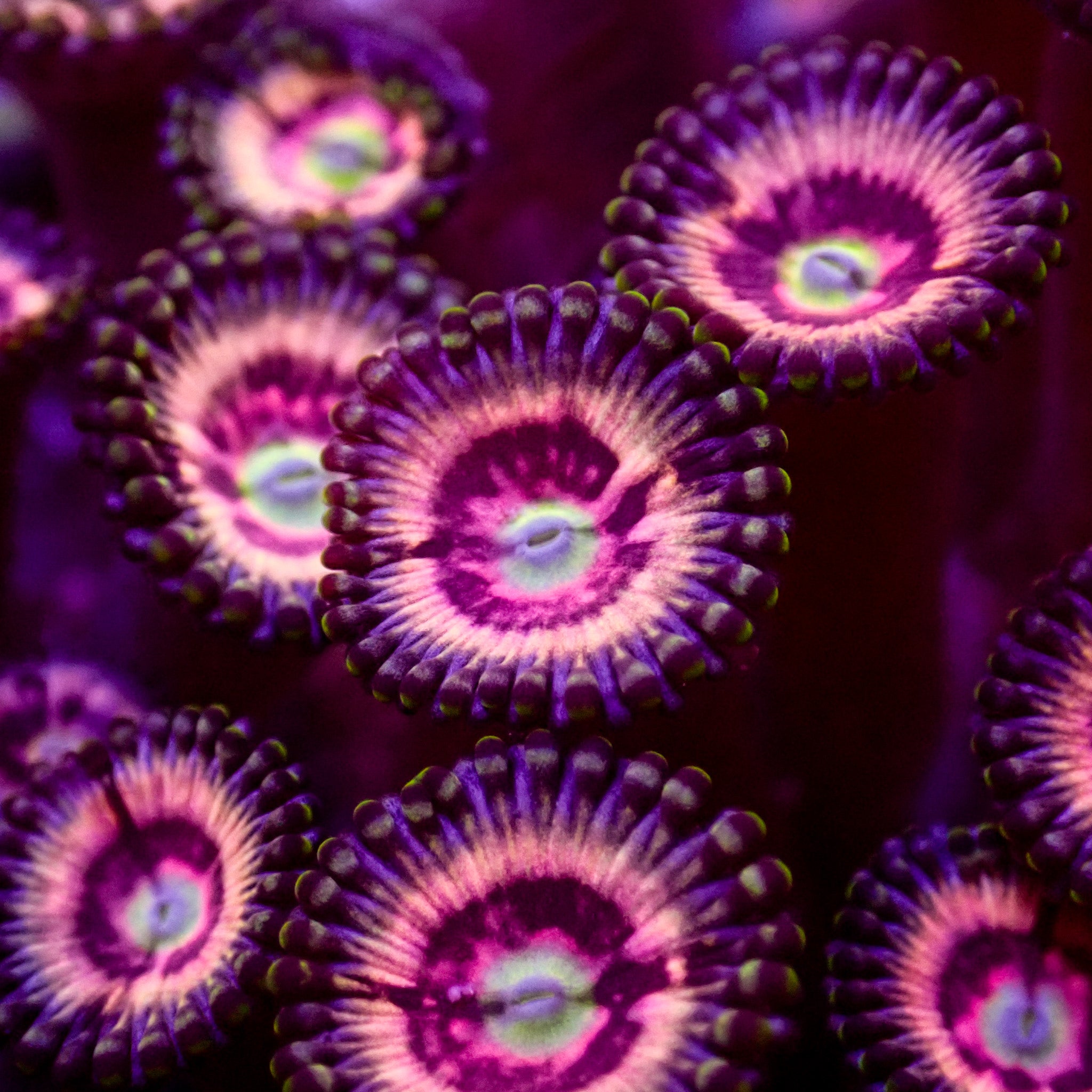 Hawt Pink Zoa (10-15 Polyps colony)