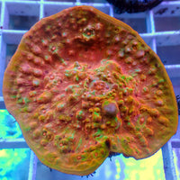 WYSIWYG Mango Habenero Rainbow Chalice Colony (3-4")