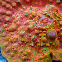 WYSIWYG Mango Habenero Rainbow Chalice Colony (3-4")